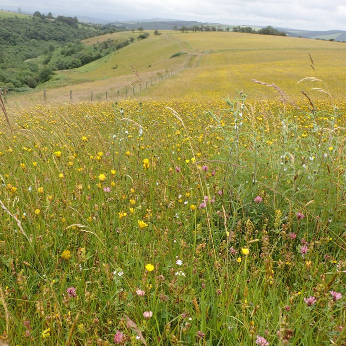 Welsh meadow