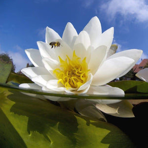 Aquatic Native Plants: Water Lilies
