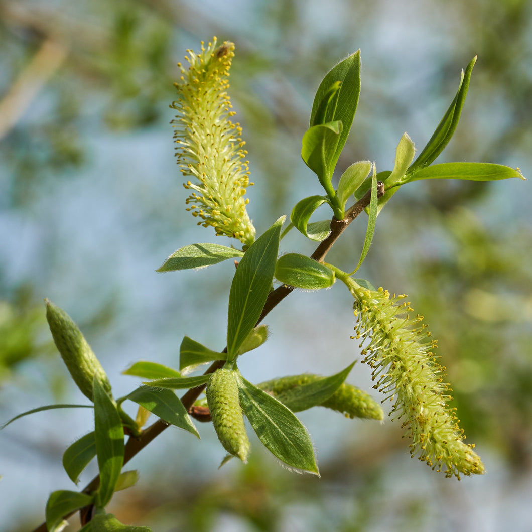 White willow in flower