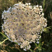 Load image into Gallery viewer, Hedgerow and Light Shade Wildflowers Only Mix