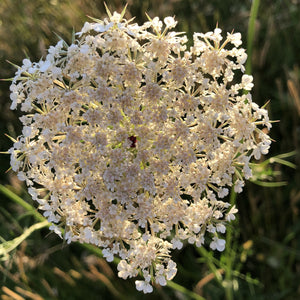 Hedgerow and Light Shade Wildflowers Only Mix