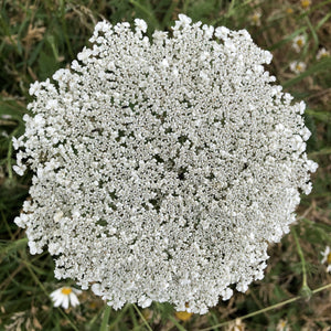 Chalk and Limestone Wildflowers Only Mix