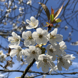 Wild Cherry (Prunus avium) blossom