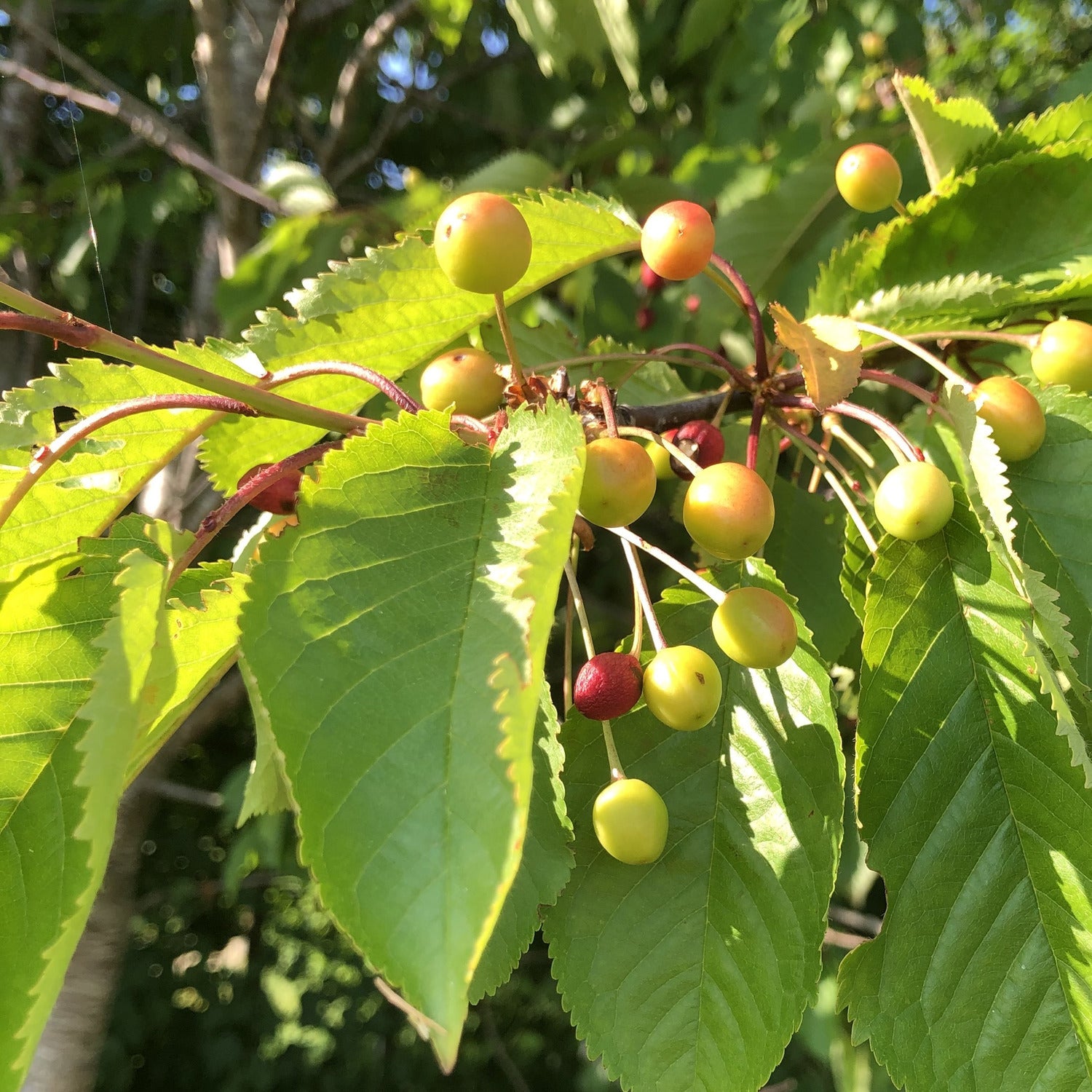 Wild Cherry (Prunus avium) Buy British Trees Habitat Aid