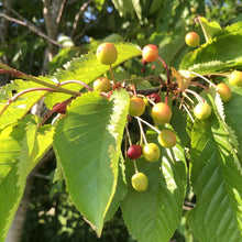 Load image into Gallery viewer, Wild cherry