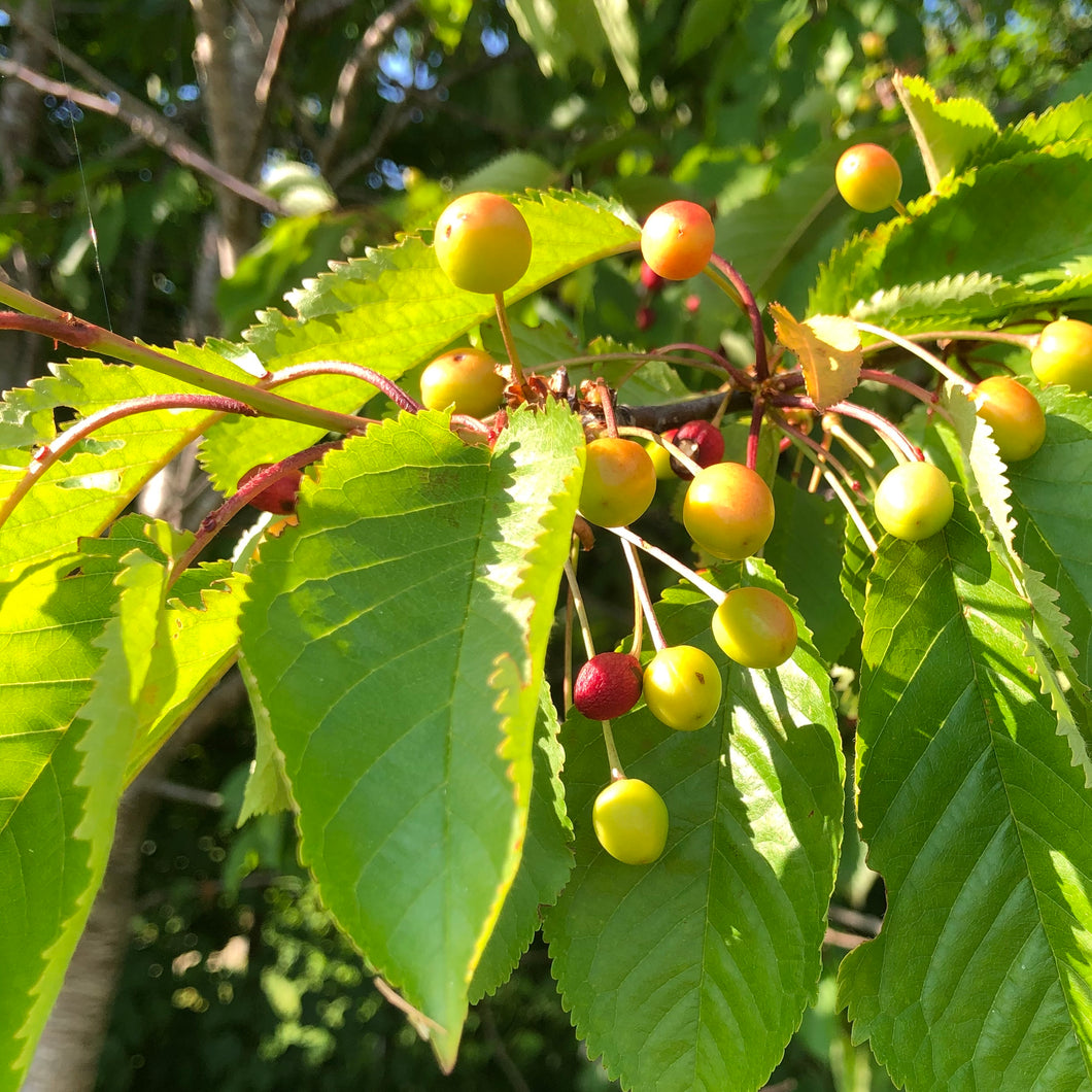 Wild cherries