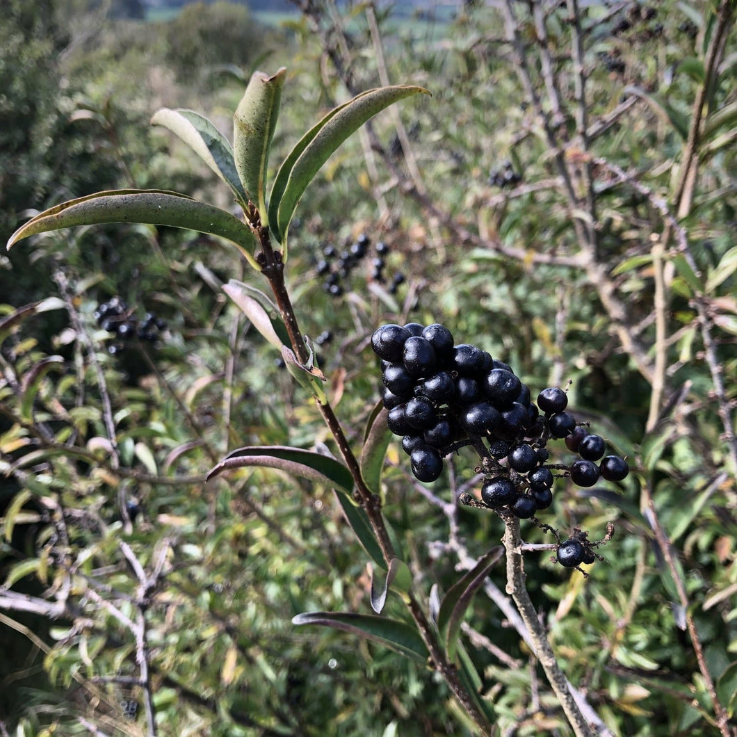 Wild privet berries