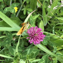 Load image into Gallery viewer, Wildflowers for heavy soils