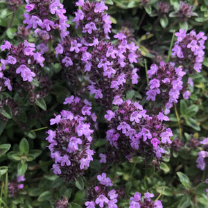 Wild thyme