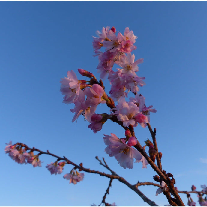 Prunus x subhirtella 'Autumnalis' (Winter Flowering Cherry)