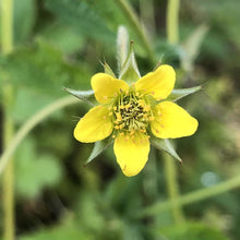 Load image into Gallery viewer, Hedgerow and Light Shade Wildflowers Only Mix