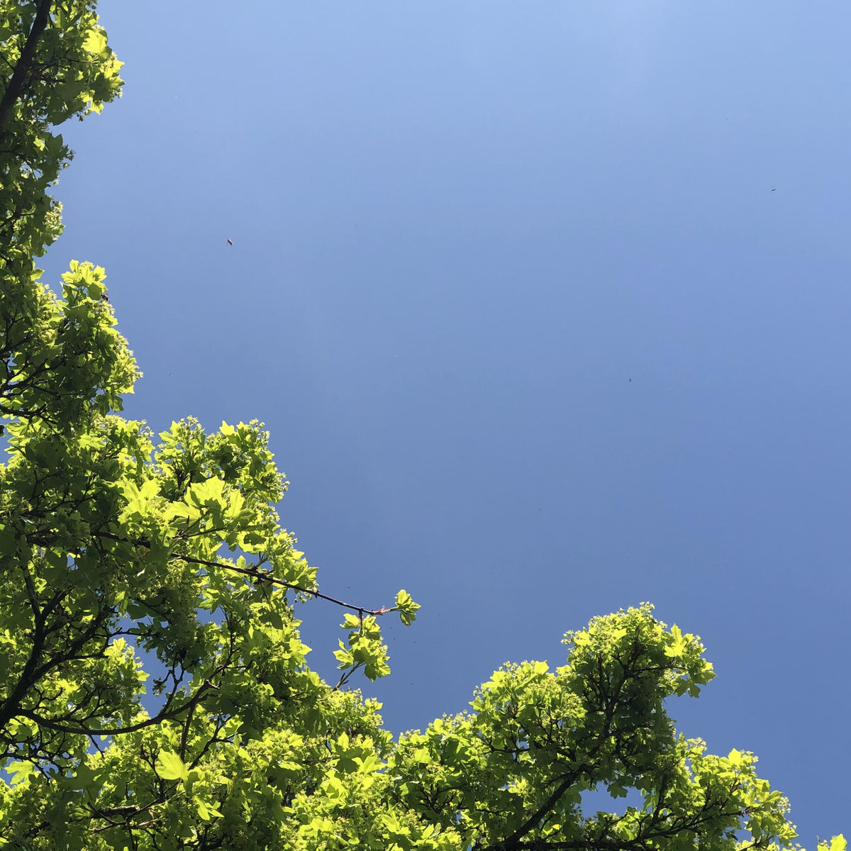 trees-for-exposed-sites-british-trees-hedges-habitat-aid