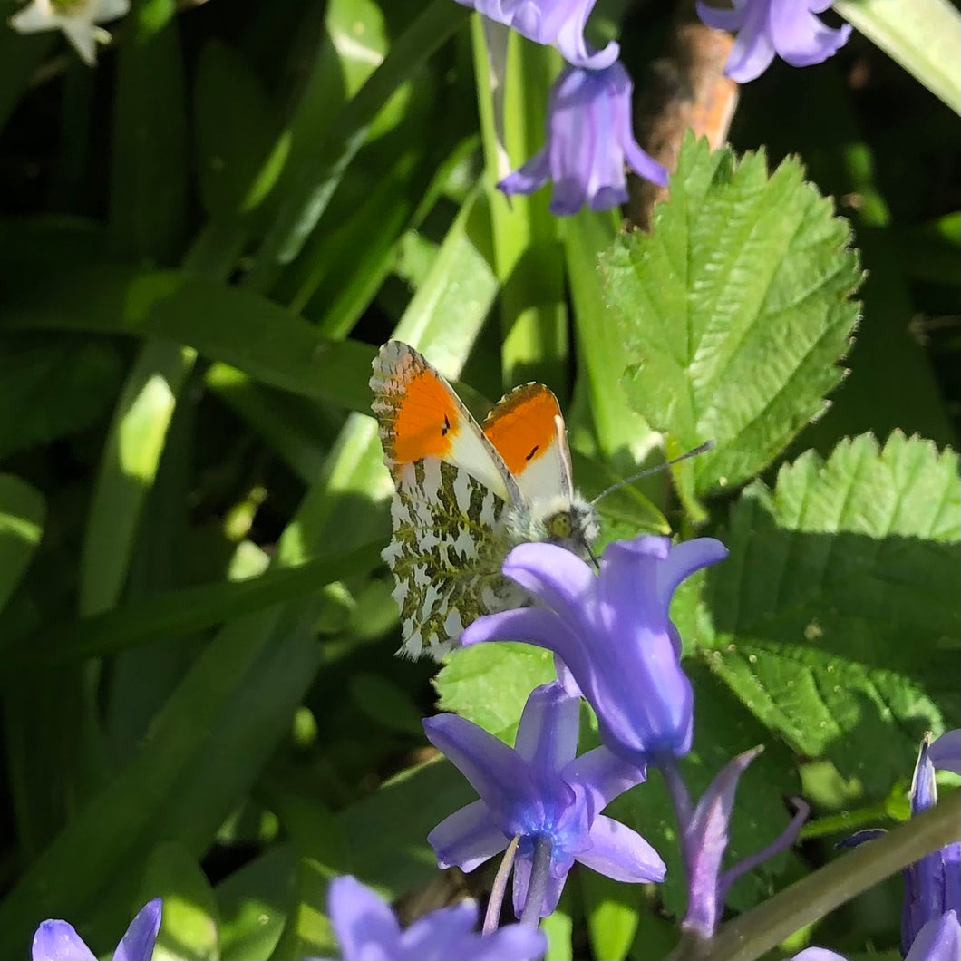Orange tip butterfly and bluebells