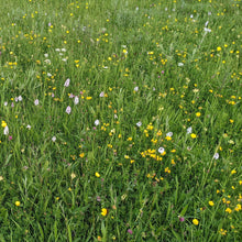 Load image into Gallery viewer, West Dorset meadow 