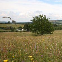 Load image into Gallery viewer, West Dorset meadow
