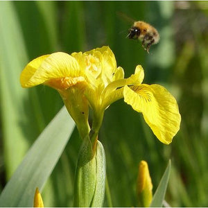 Yellow flag iris Iris pseudacorus