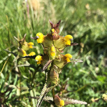 Load image into Gallery viewer, Yellow Rattle