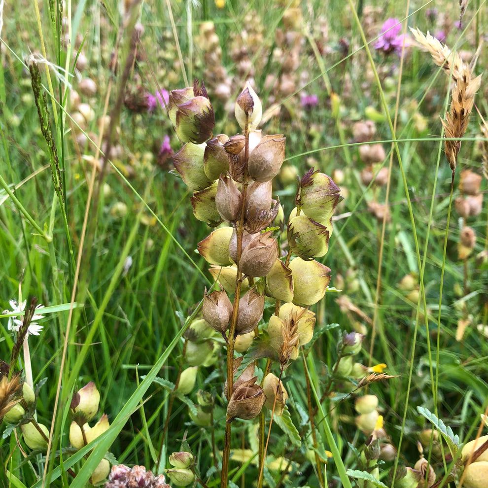 Yellow Rattle (Rhinanthus minor) | Wildflower Seed | Habitat Aid