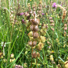 Load image into Gallery viewer, Yellow Rattle, Rhinanthus minor, late June