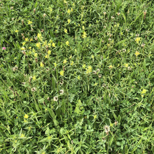 Load image into Gallery viewer, Rhinanthus minor
