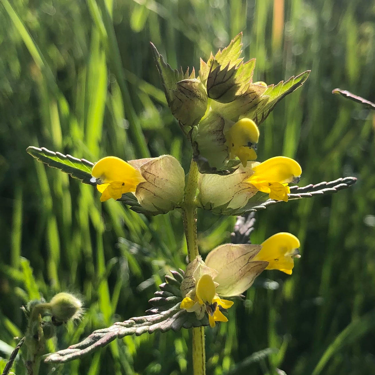 Yellow Rattle (Rhinanthus minor) | Wildflower Seed | Habitat Aid