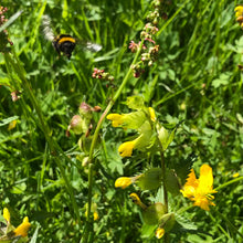 Load image into Gallery viewer, Yellow Rattle, Rhinanthus minor