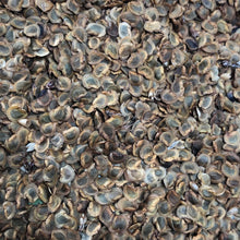 Load image into Gallery viewer, Yellow Rattle (Rhinanthus minor) seed after harvesting
