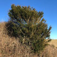 Load image into Gallery viewer, Yew, Wiltshire chalk downland