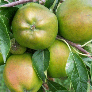 Apple Tree - Cornish Gilliflower