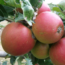 Load image into Gallery viewer, Apple Tree - Pomeroy of Somerset