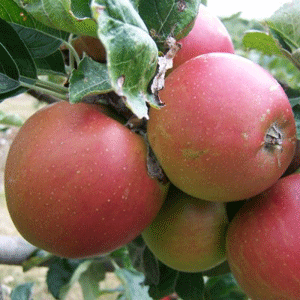 Apple Tree - Pomeroy of Somerset