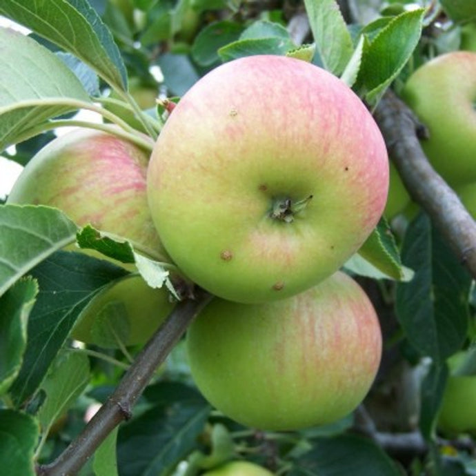 James Grieve - apple tree