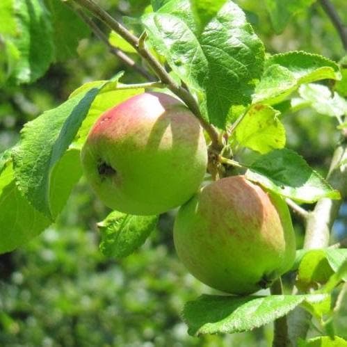 Apple Tree - Brith Mawr