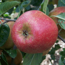 Load image into Gallery viewer, Apple Tree - Adam&#39;s Pearmain