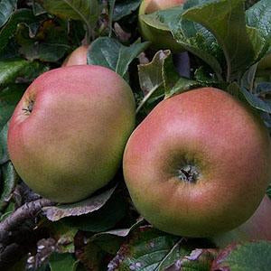 Apple Tree - Alfriston
