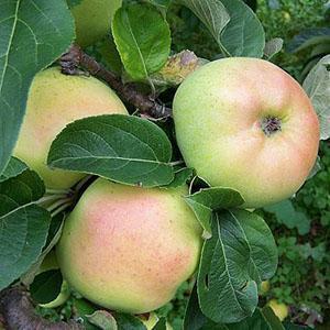 Apple Tree - Arthur Turner