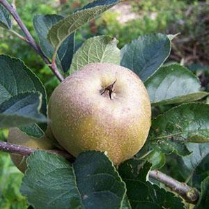 Apple Tree - Ashmead's Kernel
