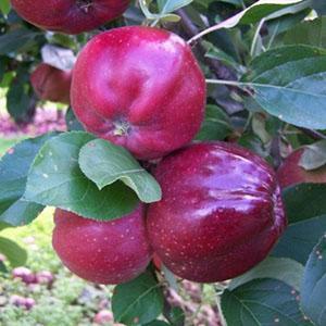 Apple Tree - Bloody Ploughman