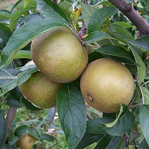 Apple Tree - Brownlee's Russet