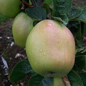 Apple Tree - Cats Head