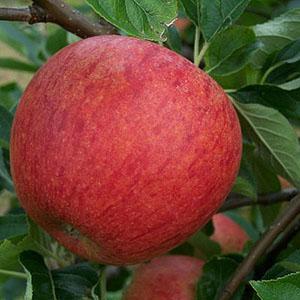 Apple Tree - Charles Ross