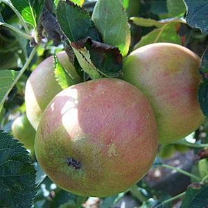 Apple Tree - Claygate Pearmain