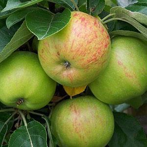 Apple Tree - Cockpit Improved