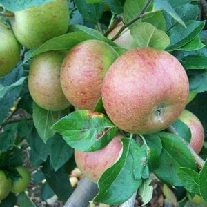Apple Tree - Coronation