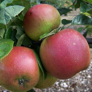 Apple Tree - Crawley Reinette