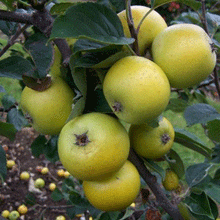 Load image into Gallery viewer, Apple Tree - Downton Pippin