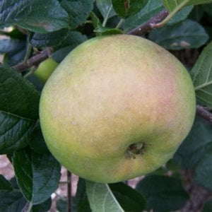 Apple Tree - Dumelow's Seedling