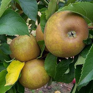Apple Tree - Egremont Russet