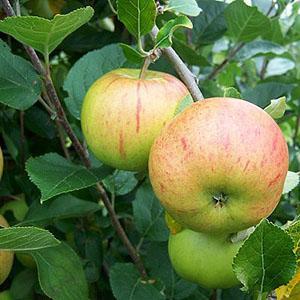 Apple Tree - Fillingham Pippin