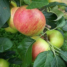 Load image into Gallery viewer, Apple Tree - Fortune